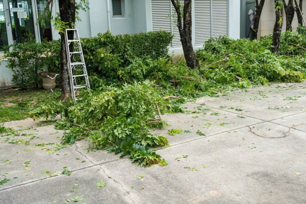 Tree Branch Trimming in Finneytown, OH